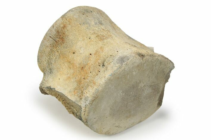 Fossil Whale Lumbar Vertebra - Yorktown Formation #237640